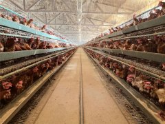 <b>每天供给市场的产蛋量正在7000斤左</b>